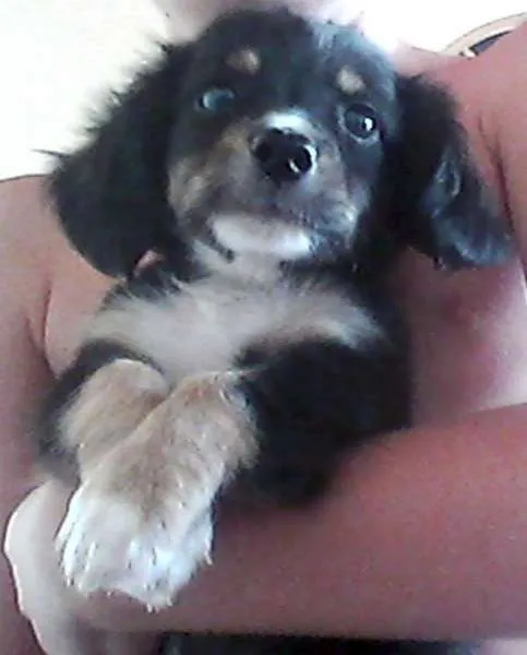 Cachorro ra a SRD idade  nome Lindos filhotes