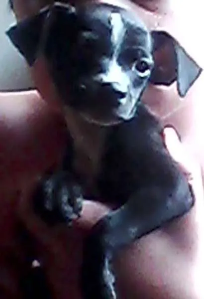 Cachorro ra a SRD idade  nome Lindos filhotes