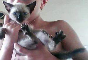 Gato raça dv idade  nome Vários Gatinhos