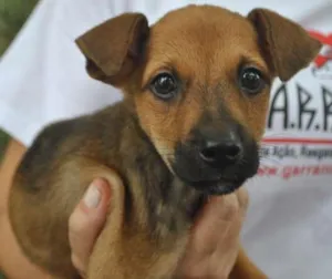 Cachorro raça SRD idade 2 a 6 meses nome Elvis