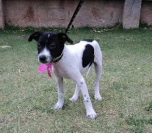 Cachorro raça SRD idade 2 a 6 meses nome Merida