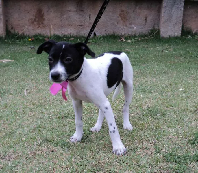 Cachorro ra a SRD idade 2 a 6 meses nome Merida