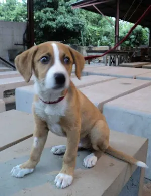 Cachorro raça SRD idade 2 a 6 meses nome Wilbor