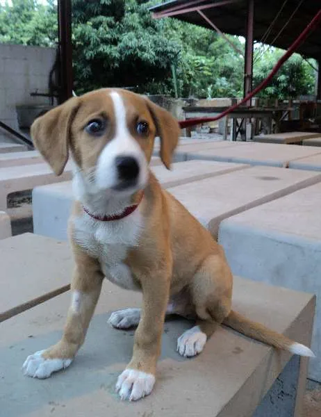 Cachorro ra a SRD idade 2 a 6 meses nome Wilbor