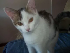 Gato raça  idade 2 a 6 meses nome SOPHIA