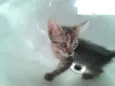 Gatinhos