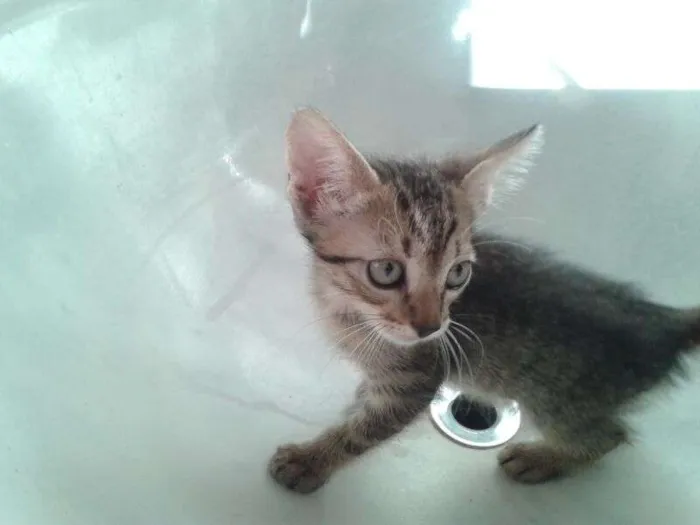 Gato ra a  idade Abaixo de 2 meses nome Gatinhos