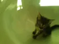 Gatinhos