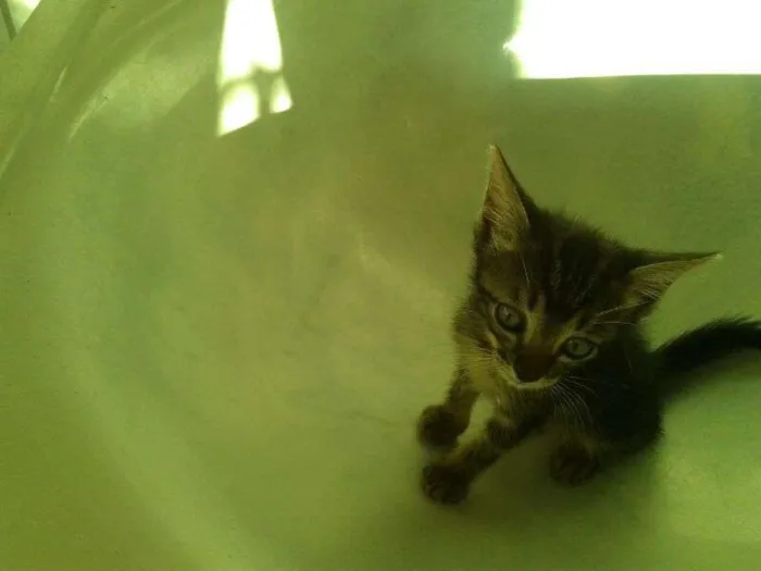 Gato ra a  idade Abaixo de 2 meses nome Gatinhos
