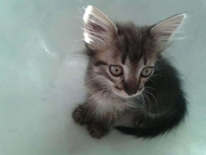 Gato ra a  idade Abaixo de 2 meses nome Gatinhos