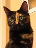 Maia