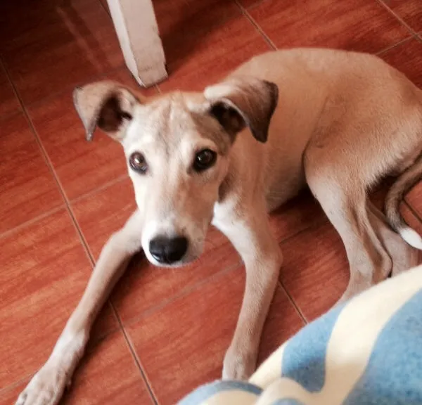 Cachorro raça SRD idade  nome Cãozinho