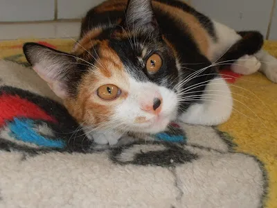 Gato ra a srd idade 7 a 11 meses nome Pavê