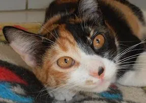 Gato ra a srd idade 7 a 11 meses nome Pavê