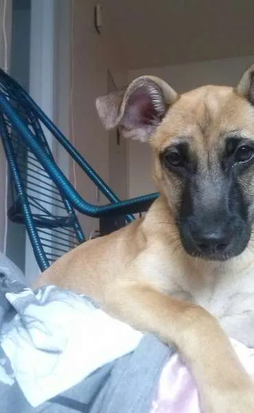 Cachorro raça Vira lata idade 7 a 11 meses nome Zion