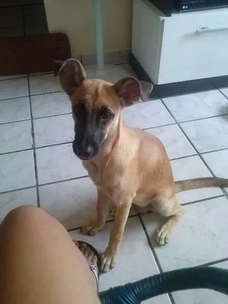 Cachorro raça Vira lata idade 7 a 11 meses nome Zion