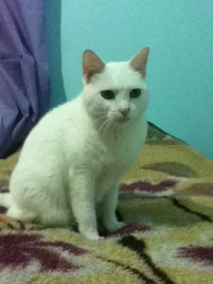 Gato raça SRD idade 6 ou mais anos nome Lisa