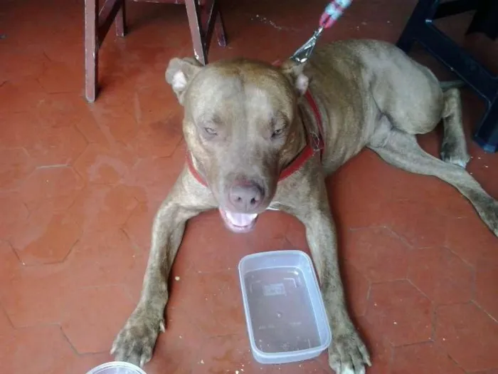 Cachorro ra a Pit-Bull idade 2 anos nome não sei