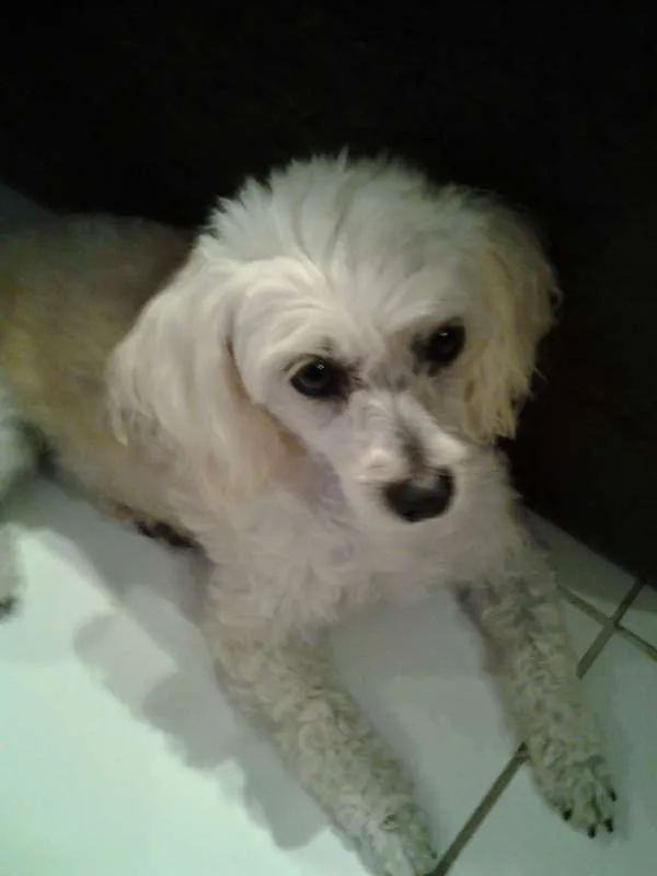 Cachorro raça Poodle idade 2 anos nome Dobradinha