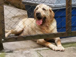 Cachorro raça Labrador idade 6 ou mais anos nome Ghayadus