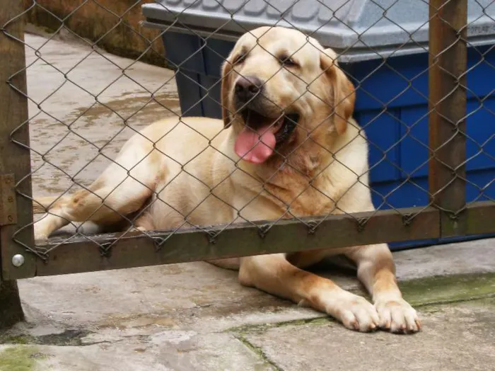 Cachorro ra a Labrador idade 6 ou mais anos nome Ghayadus