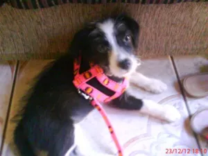 Cachorro raça vira lata idade 7 a 11 meses nome bela