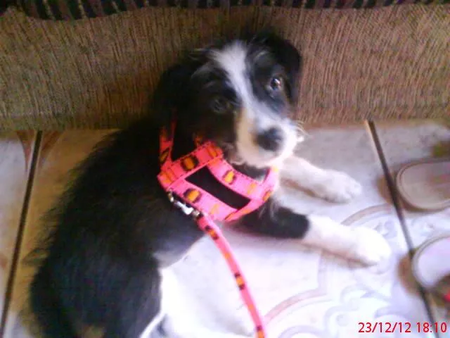 Cachorro ra a vira lata idade 7 a 11 meses nome bela