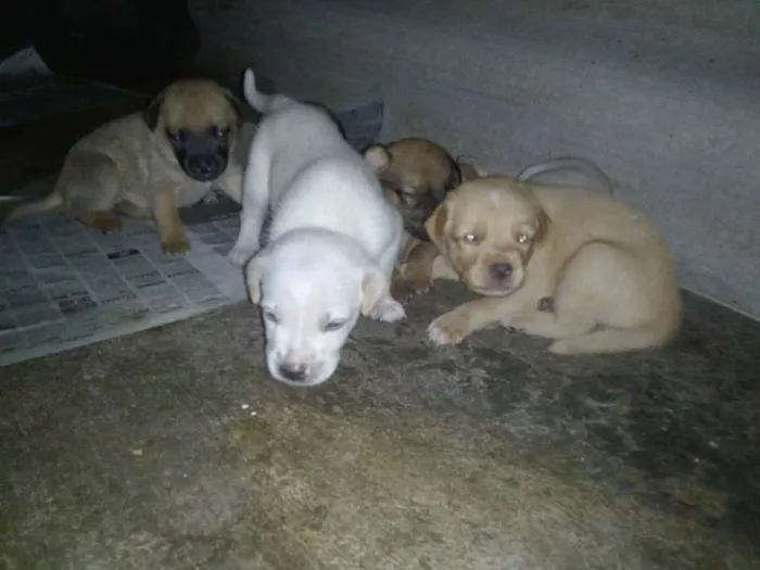 Cachorro raça mestiço idade 2 a 6 meses nome 4 filhotes