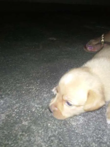 Cachorro raça mestiço idade 2 a 6 meses nome 4 filhotes