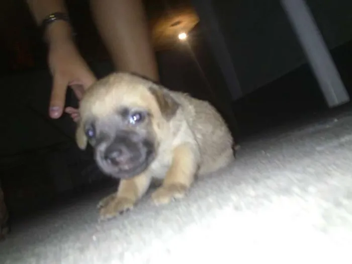 Cachorro raça mestiço idade 2 a 6 meses nome 4 filhotes