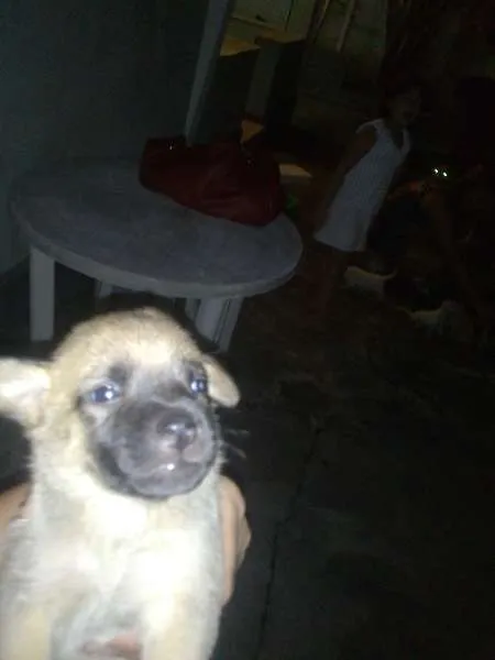 Cachorro raça mestiço idade 2 a 6 meses nome 4 filhotes