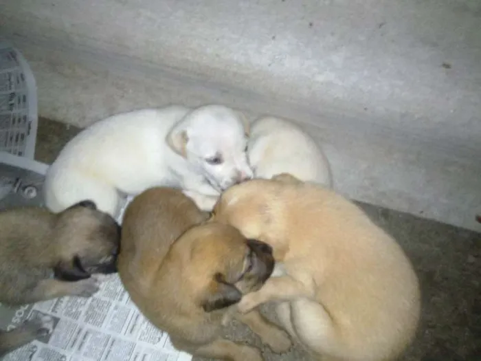 Cachorro raça mestiço idade 2 a 6 meses nome 4 filhotes