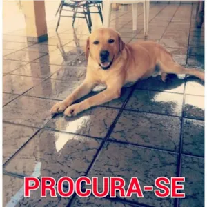 Cachorro raça Labrador idade 3 anos nome Jack GRATIFICA