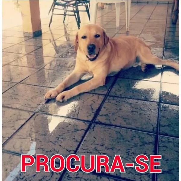 Cachorro ra a Labrador idade 3 anos nome Jack GRATIFICA
