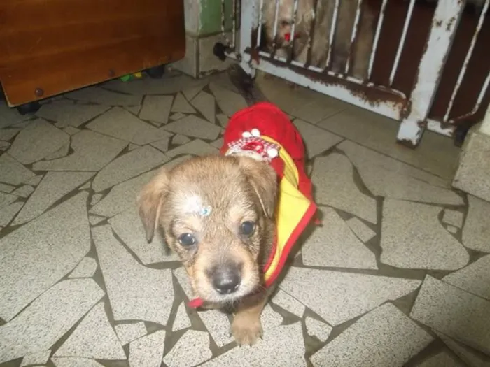 Cachorro ra a SRD idade Abaixo de 2 meses nome femea baby s. vicente