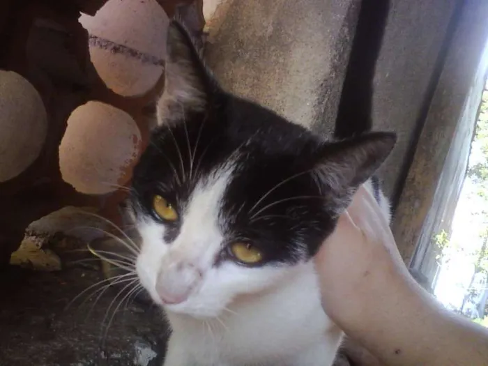 Gato ra a SRD idade 7 a 11 meses nome Flor