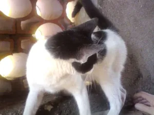 Gato raça SRD idade 7 a 11 meses nome Flor