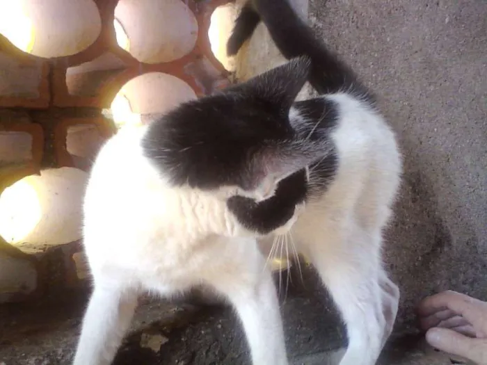 Gato ra a SRD idade 7 a 11 meses nome Flor