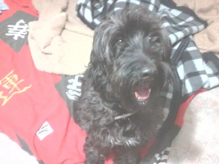 Cachorro ra a não sei idade 3 anos nome pedro