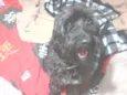 pedro