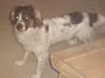 Snoop