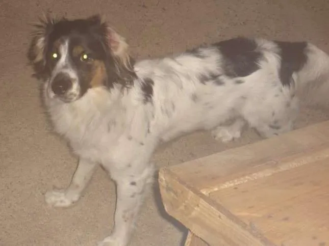 Cachorro ra a SRD idade 5 anos nome Snoop