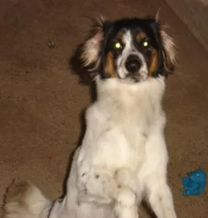 Cachorro raça SRD idade 5 anos nome Snoop