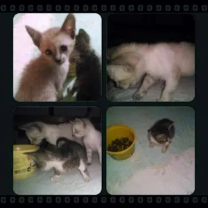 Gato raça  idade 2 a 6 meses nome 3 Gatos