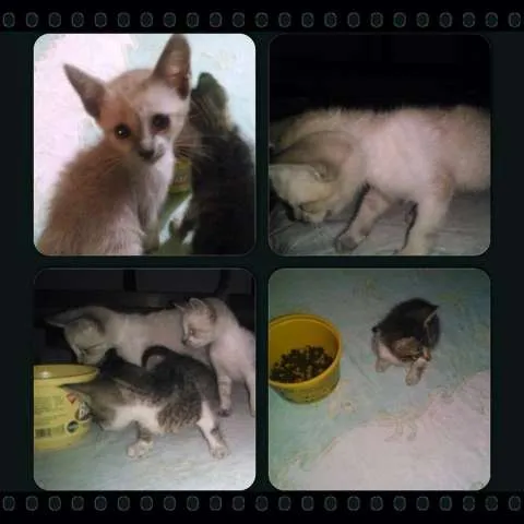 Gato ra a  idade 2 a 6 meses nome 3 Gatos