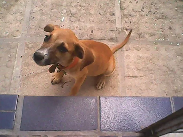 Cachorro ra a não definida idade 2 a 6 meses nome estrela