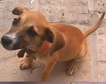 Cachorro ra a não definida idade 2 a 6 meses nome estrela