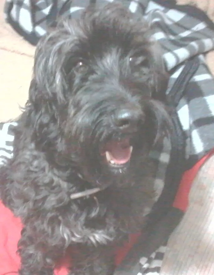 Cachorro ra a não sei idade 3 anos nome pedro