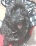pedro