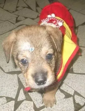 Cachorro ra a SRD idade Abaixo de 2 meses nome femea baby s. vicente